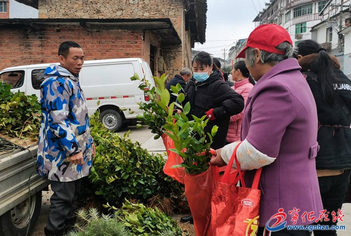 寧化曹坊:人勤春早苗木俏銷