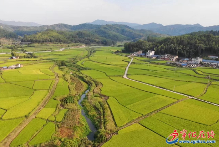 淮土鎮:改革領先 走出新“稻路”