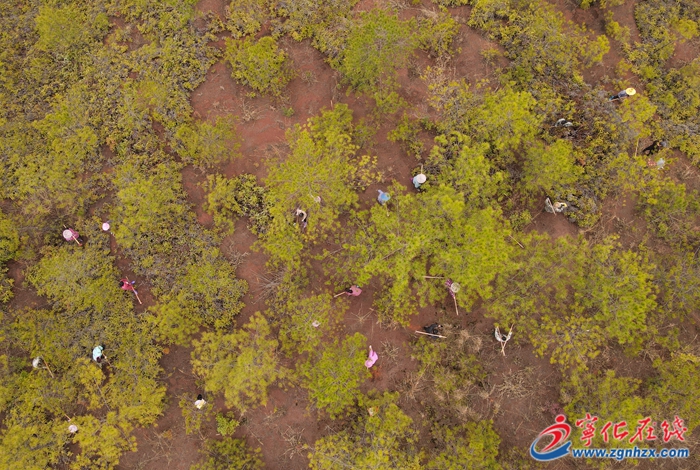 寧化:以水土保持守護綠水青山