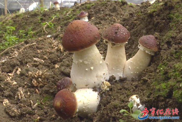 湖村鎮:“菌中之王”赤松茸喜迎豐收