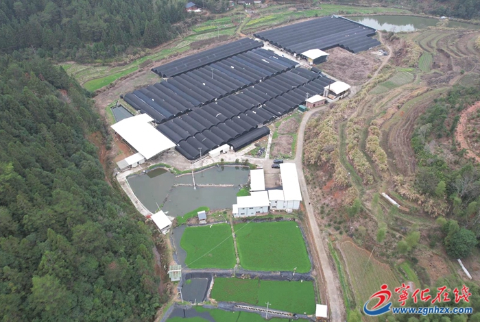 寧化：畜禽、鰻魚養殖污染整治落實見效