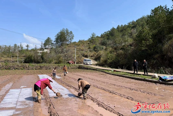 淮土鎮再生稻種植： “一種兩收”讓農民增產又增收