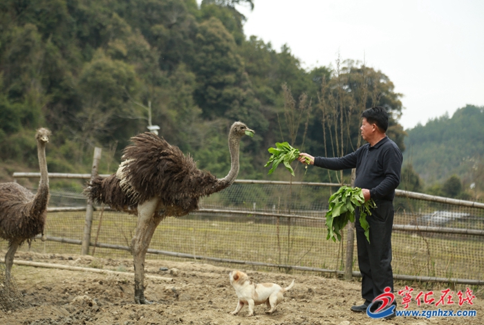 寧化：特色養(yǎng)殖“鴕”起致富路