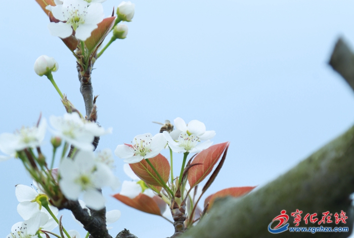 寧化中沙鄉：梨花盛開 人間春色醉游人