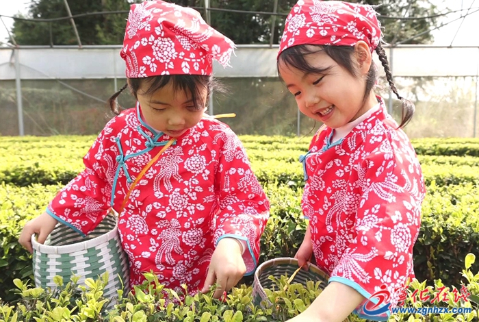 寧化縣連岡幼兒園：春日茶飄香 萌娃采茶歡