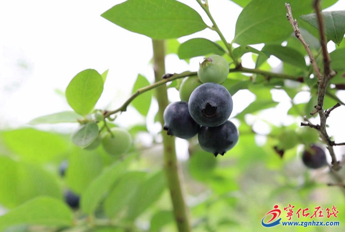 翠江鎮：藍莓枝頭掛 采摘正當時
