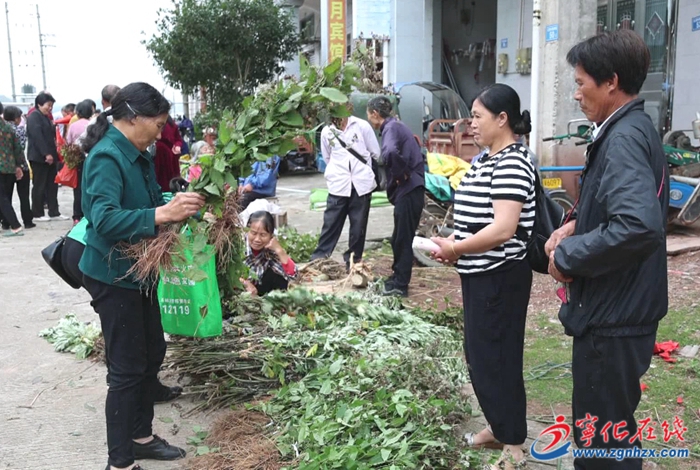 寧化:端午將至 草藥飄香