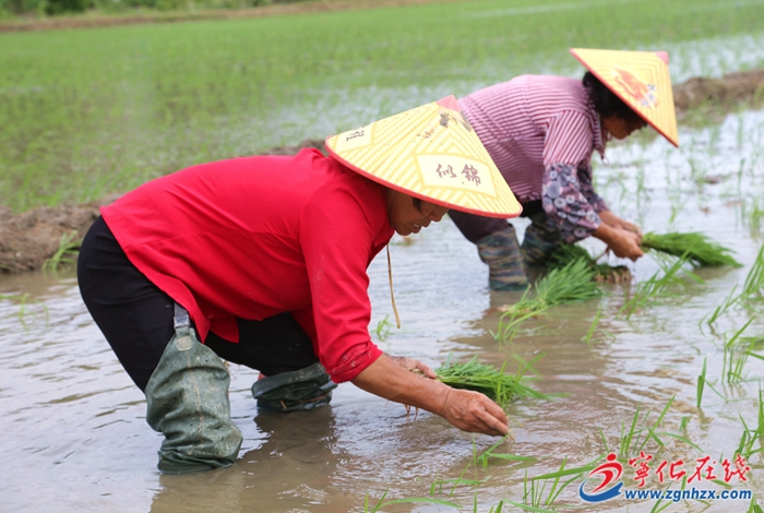 寧化：搶抓農時有序推進水稻制種
