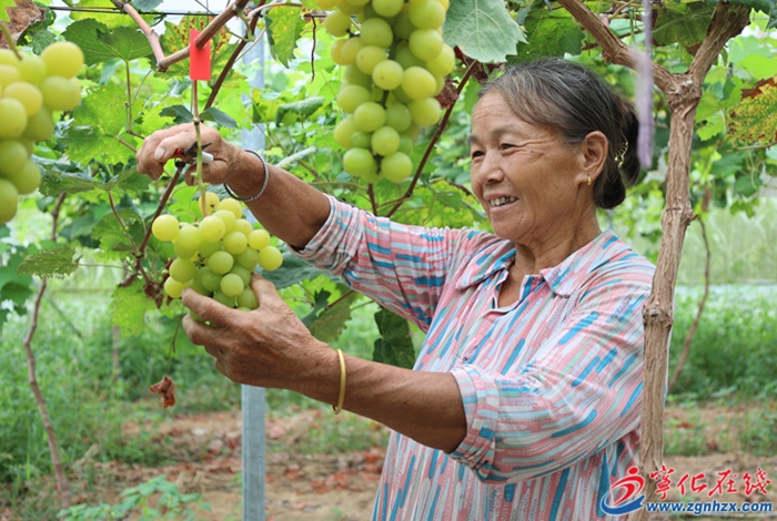 淮土鎮(zhèn)：陽(yáng)光玫瑰豐收 拓寬鄉(xiāng)村振興致富路