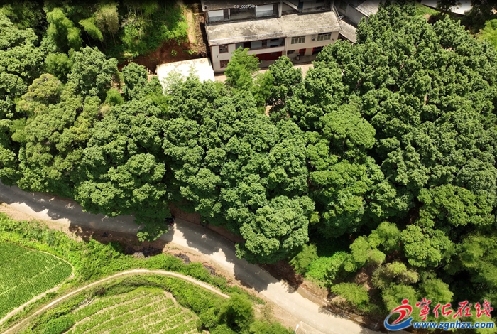 寧化:跨世紀守護古樹 留住森林瑰寶