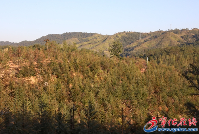 寧化：合作育“青山”?村財有“靠山”