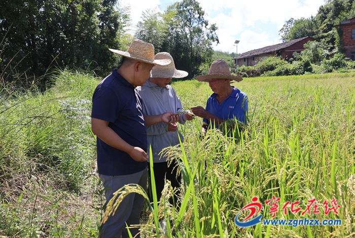 寧化：田間地頭送技術 護航秋糧豐收