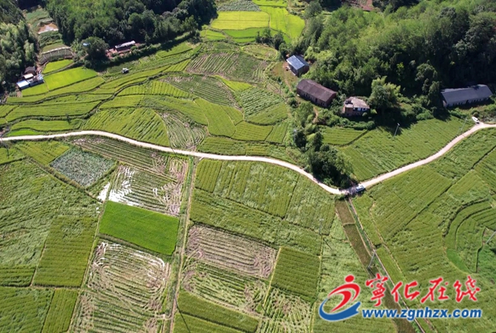 寧化：水稻制種迎豐收 田間地頭收割忙