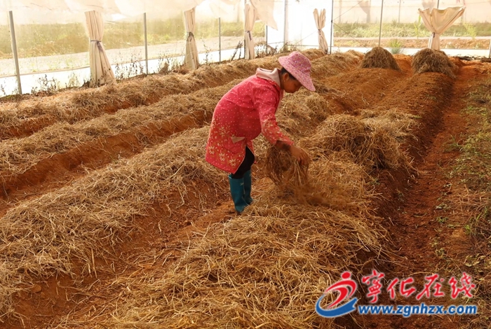 湖村鎮:特色種植蹚出農旅融合新路子