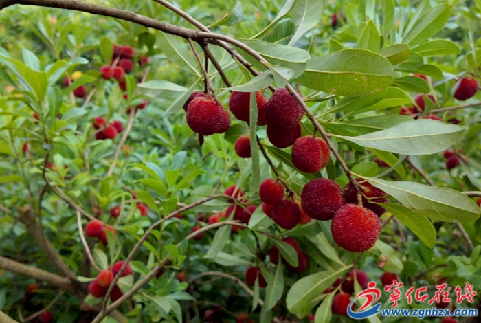 喜上“梅”梢！河龍鄉下伊村楊梅進入采摘期