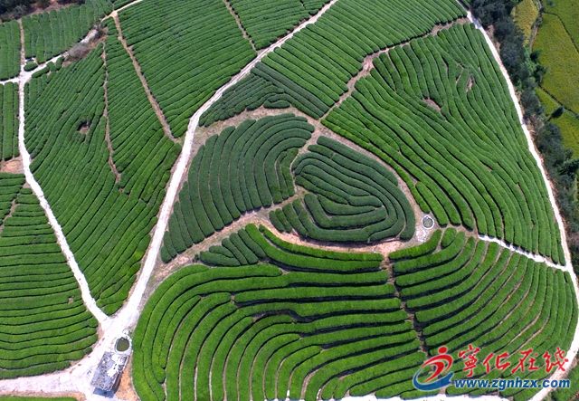 寧化中沙還有這么美的茶園？