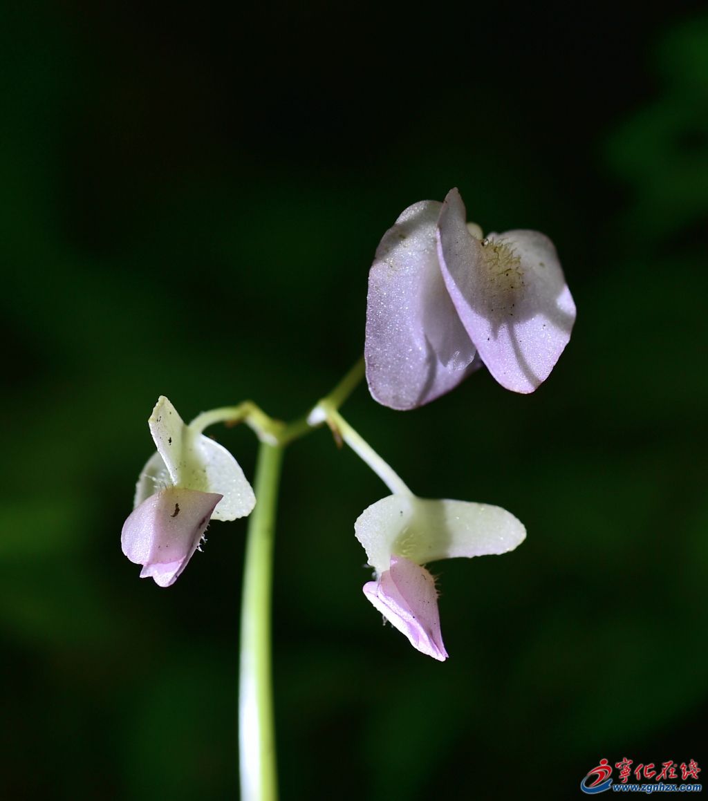 我們寧化野生的裂葉秋海棠