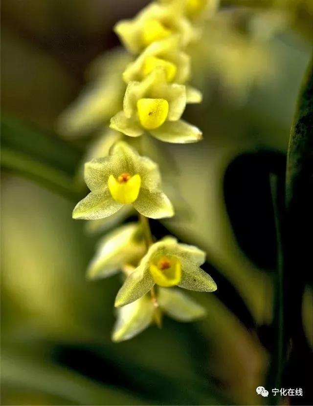 寧化·蘭 張家彪/攝