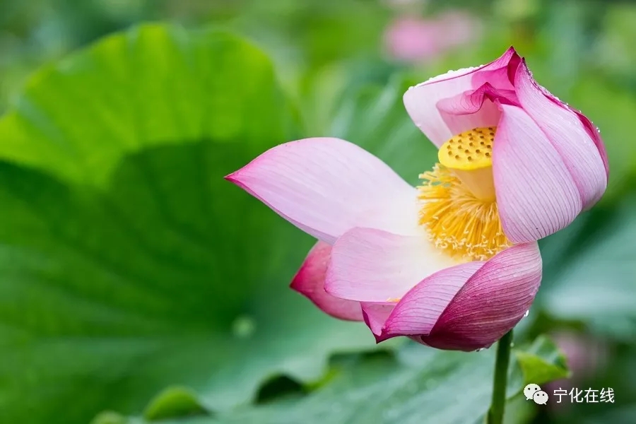 寧化蓮荷初綻，驚艷田野鄉間（上善若水/攝）