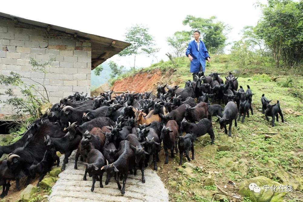 寧化高山之上有這樣一群黑山羊！