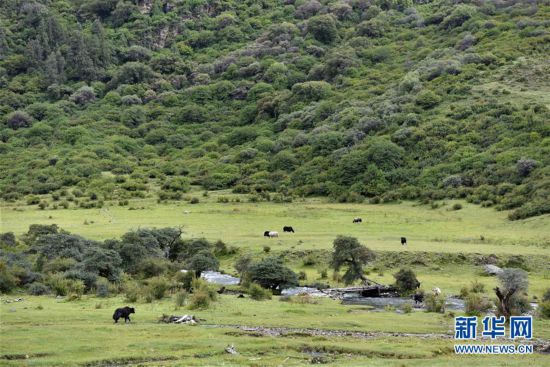 西藏嘎貢溝：養(yǎng)在深閨人未識(shí)