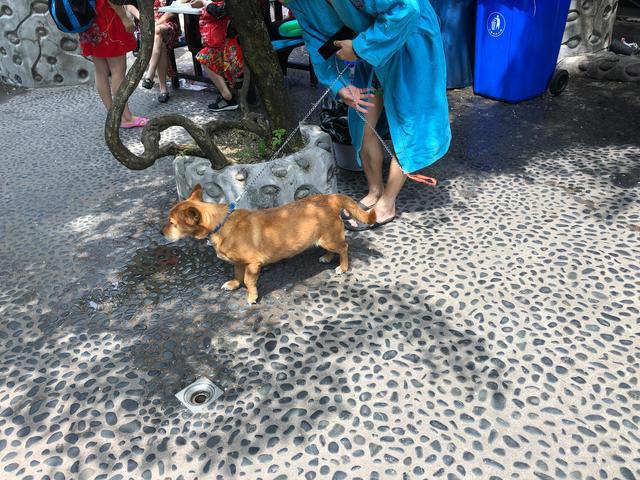 成都,一個(gè)對(duì)寵物寬容的地方