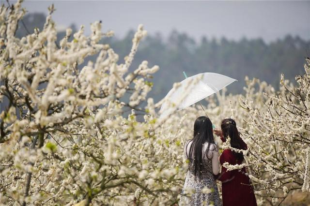 廣西南寧：李花盛開引客來